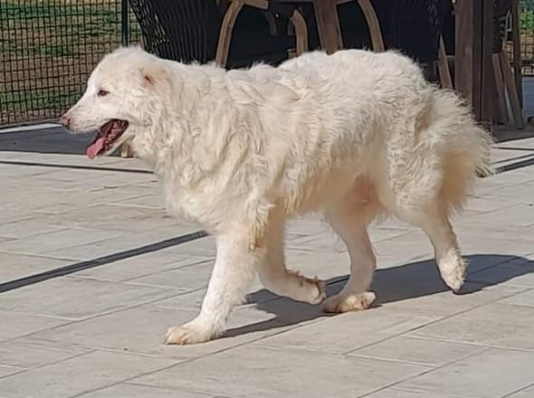 Nebbia adozione del cuore Foto 8